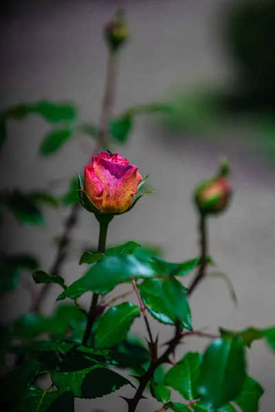 Blühende Rose in einem Garten — Stockfoto