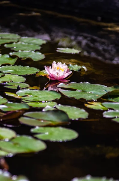 Water lily flowers — Stock Photo, Image