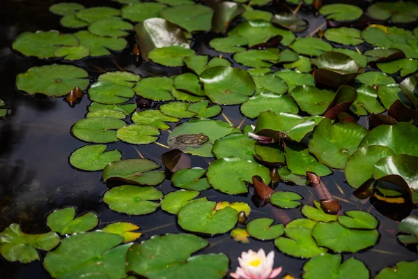 Grenouille verte dans un étang — Photo