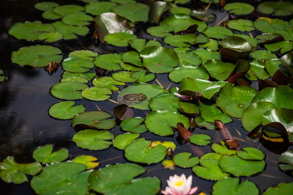 Green frog in a pond — Stock Photo, Image