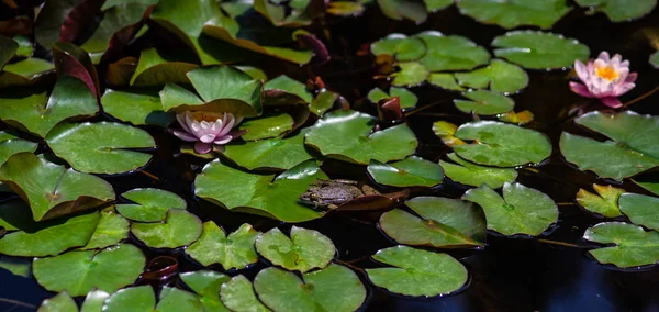 연못 속의 녹색 개구리 — 스톡 사진