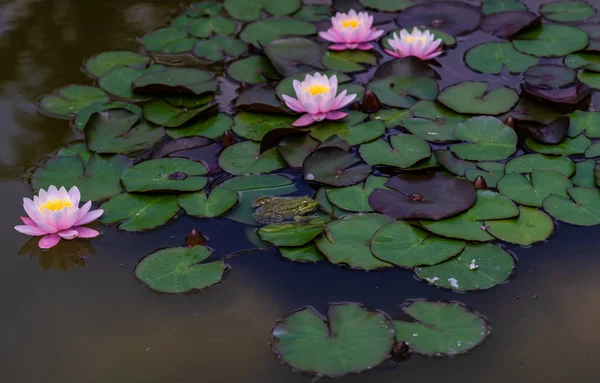 연못 속의 녹색 개구리 — 스톡 사진