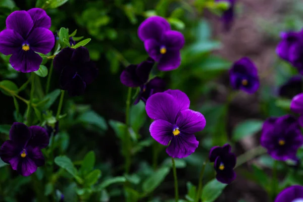 Flores de viola tricolor —  Fotos de Stock