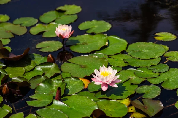 Водна Лілія квіти — стокове фото