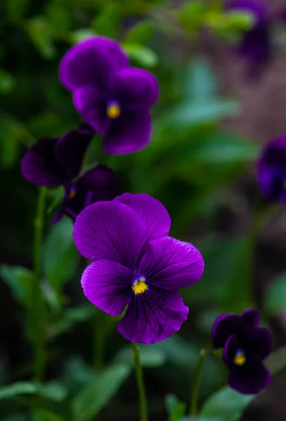 Üç renkli viola çiçekler — Stok fotoğraf