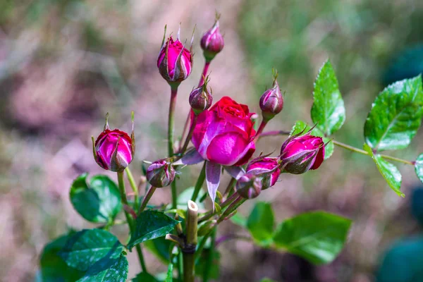 Ανθισμένο τριαντάφυλλο σε έναν κήπο — Φωτογραφία Αρχείου