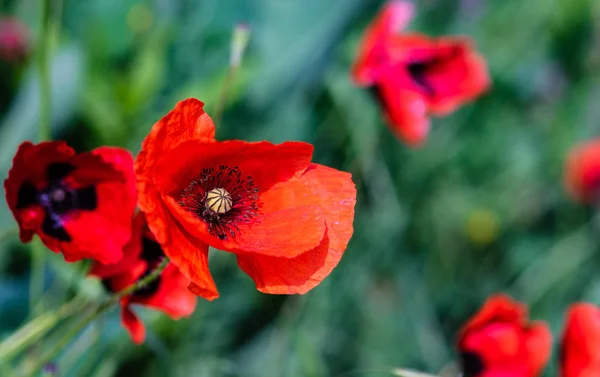 Levande röd vallmo blommor — Stockfoto