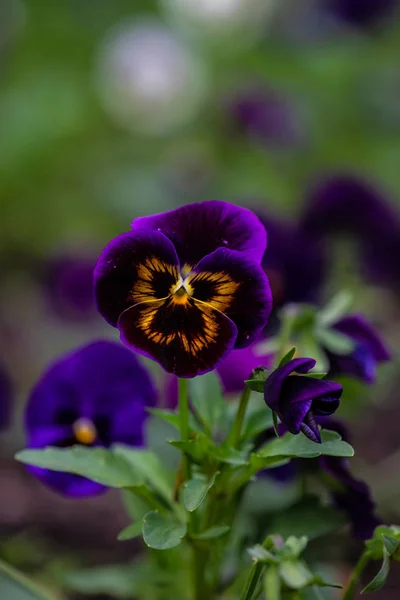 Tricolor viola flowers – stockfoto