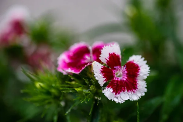 Hermoso clavel colorido — Foto de Stock