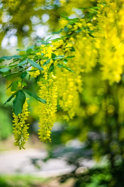 Zbliżenie kwitnących żółtych akacji — Zdjęcie stockowe
