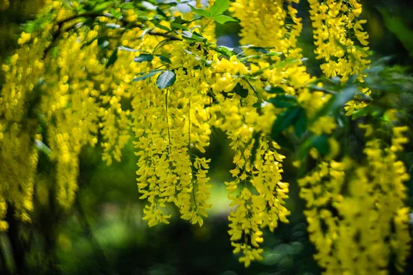 Gros plan sur Acacia jaune fleuri — Photo