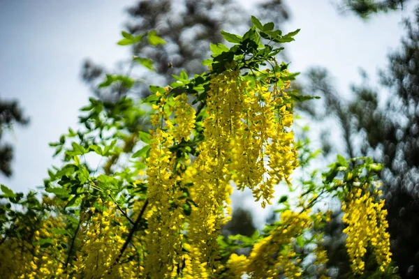 Close-up van bloeiende gele Acacia — Stockfoto