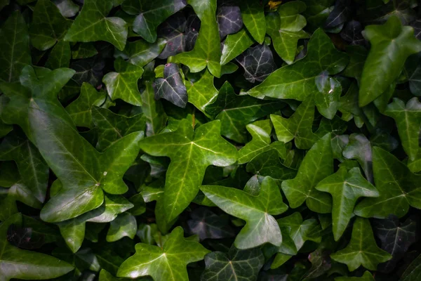 Čerstvý jarní listí — Stock fotografie