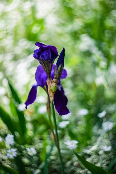 Close up of Iris flower — Stock Photo, Image