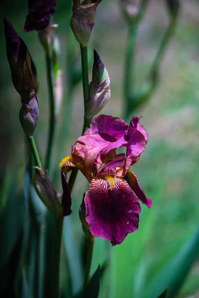 Close up of Iris flower — Stock Photo, Image