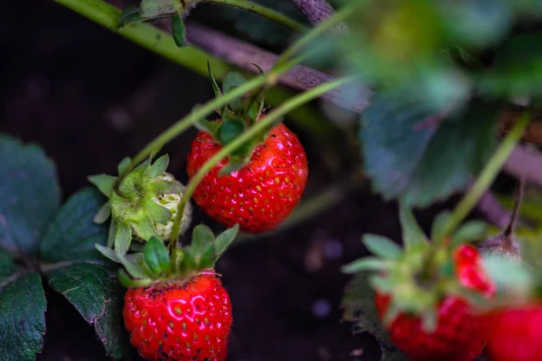 Φρέσκο φράουλα φυτό σε έναν κήπο — Φωτογραφία Αρχείου