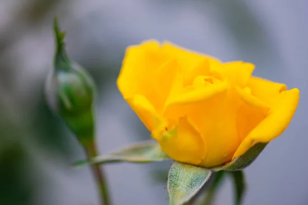Kwitnący żółta róża — Zdjęcie stockowe