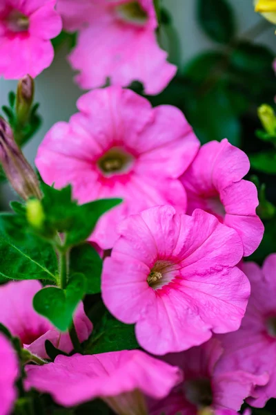 Aiuola di fiori di petunia rosa — Foto Stock