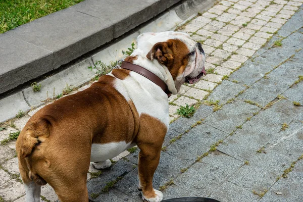 Hunde spazieren auf der Straße — Stockfoto