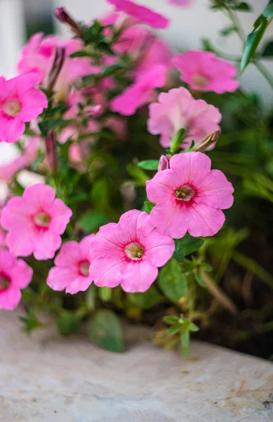 Flowerbed of pink petunia flowers — Stock Photo, Image