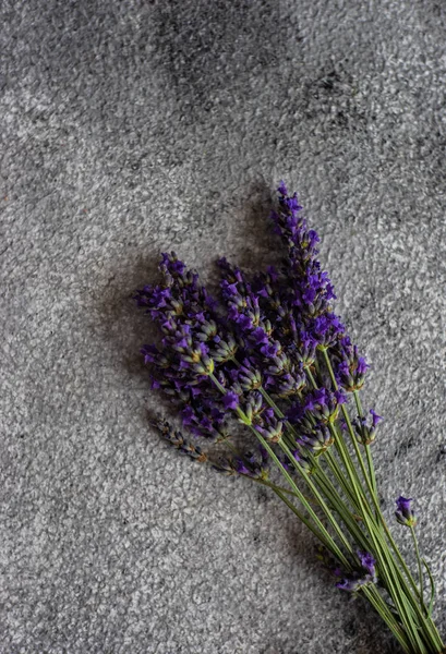 Conceito floral de lavanda fresca — Fotografia de Stock