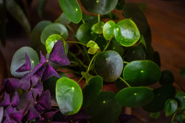 Hojas verdes de la planta casera — Foto de Stock