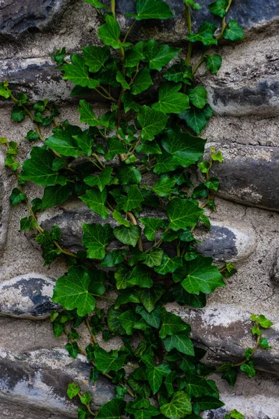 Sarmaşık bitki ile taş duvar — Stok fotoğraf