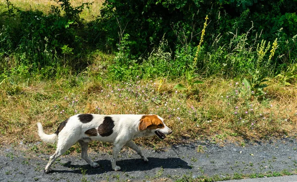 Bonito perro sin hogar —  Fotos de Stock