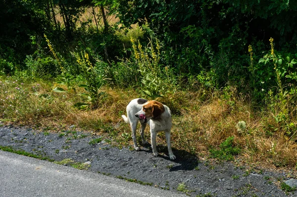 Bonito perro sin hogar — Foto de Stock