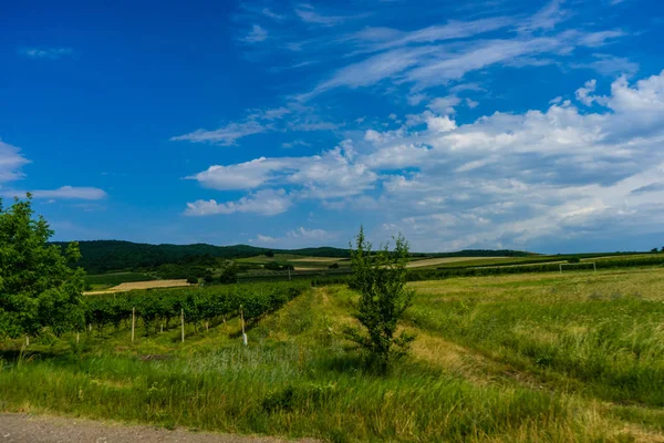 Verano en el área de kakheri — Foto de Stock