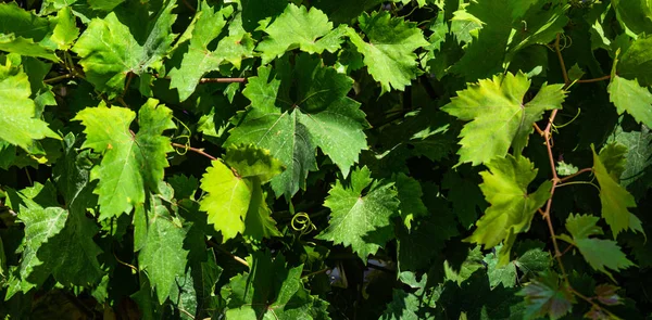 Gröna blad av druvplantan — Stockfoto