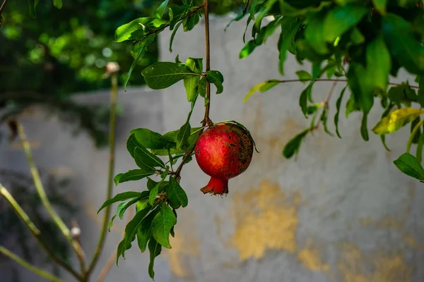 Granaatappel in een tuin — Stockfoto