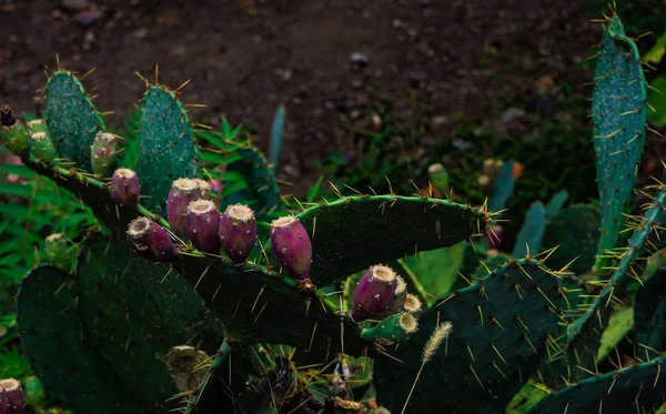 Opuntia kaktus venkovní — Stock fotografie