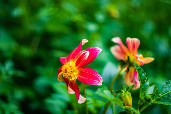 Wysoki złoto i bordowy Coreopsis — Zdjęcie stockowe