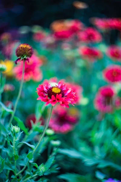 Tall Gold and Burgundy Coreopsis — Stock Photo, Image