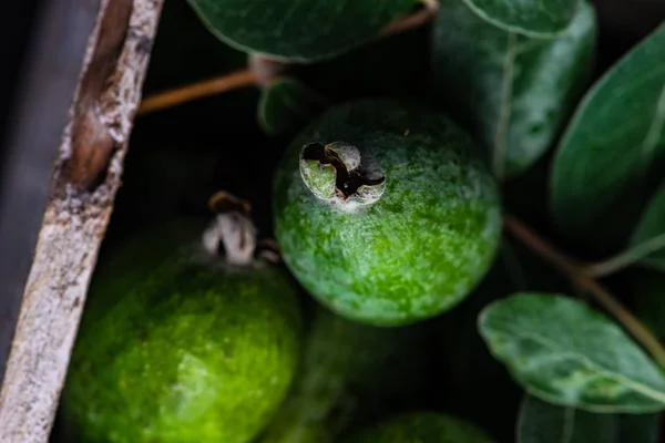 Frutta biologica autunnale feijoa — Foto Stock