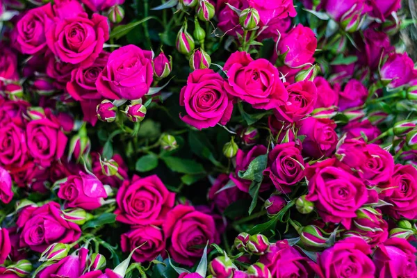 Rosas como fondo natural — Foto de Stock