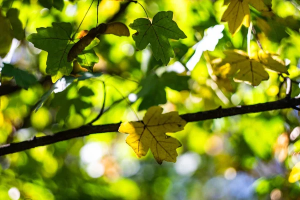 Осенняя концепция природы — стоковое фото