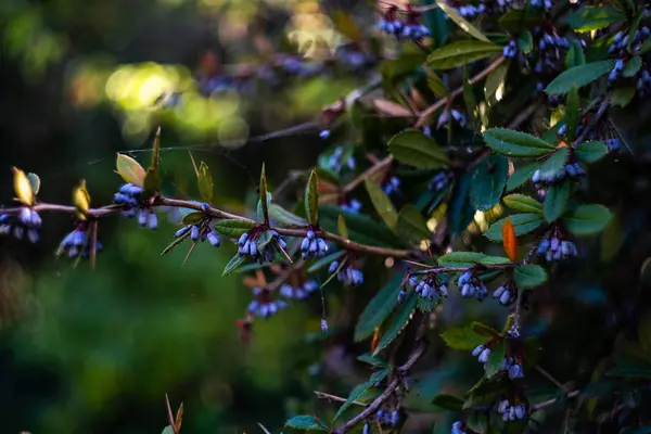 Giardino autunnale con cespuglio Berberico — Foto Stock