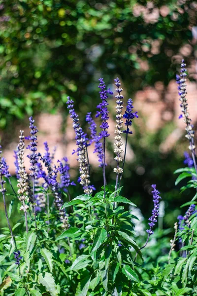 Vackra blå blommor — Stockfoto