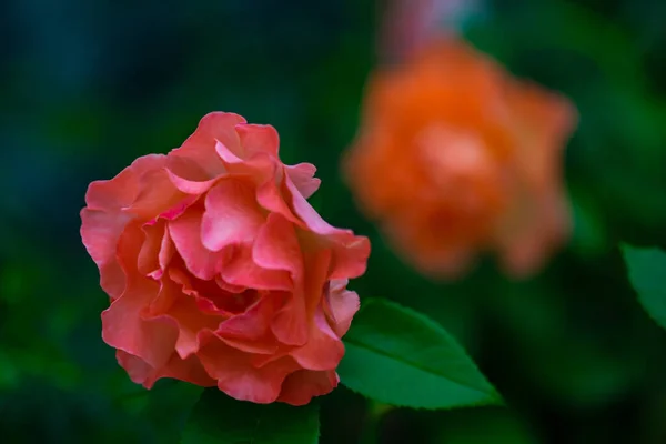 Blooming Hot Red Rose Ali Baba Type Blooming Garden Rain — Stock Photo, Image