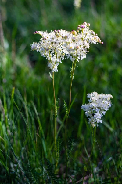 Wild White Flowers Medical Plant Filipendula Meadow — Stock Photo, Image