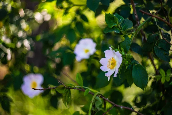 Divoká Růže Kvete Letním Lese — Stock fotografie