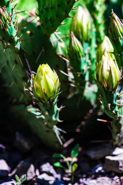 Fioritura Cactus Opuntia Con Fiori Giallo Brillante Natura Selvaggia — Foto Stock