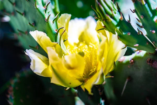 Blooming Opuntia Cactus Bright Yellow Flowers Wild Nature — Stock Photo, Image