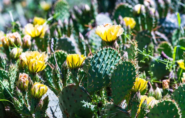 Fioritura Cactus Opuntia Con Fiori Giallo Brillante Natura Selvaggia — Foto Stock