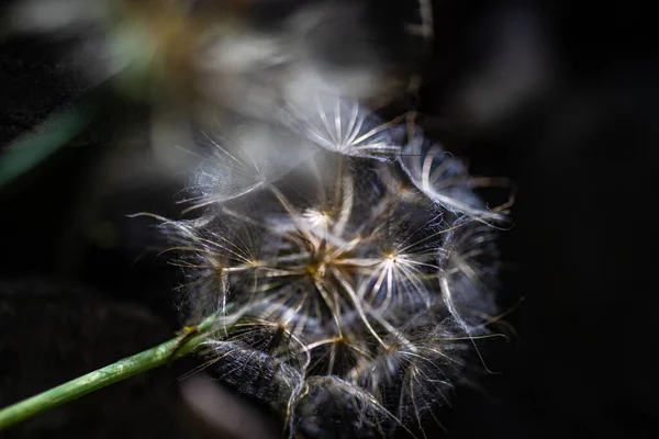 Viejo Diente León Blanco Sobre Fondo Verde Enfoque Selectivo —  Fotos de Stock