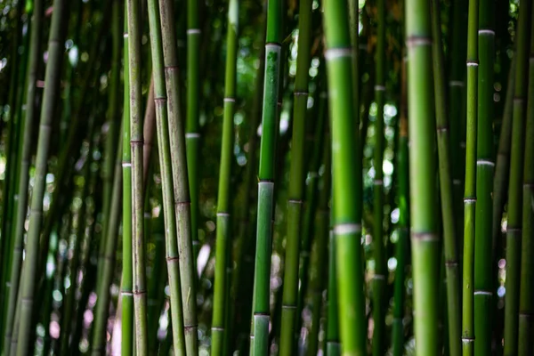 Zöld Bambuszerdő Mint Természeti Háttér Háttere — Stock Fotó