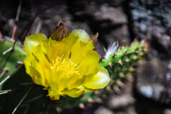 Fioritura Cactus Opuntia Con Fiori Giallo Brillante Natura Selvaggia — Foto Stock