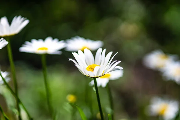 野地里的白色雏菊是一种自然的卡片 — 图库照片